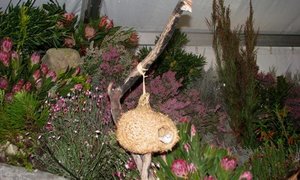 Fynbosskou in vooruitsig